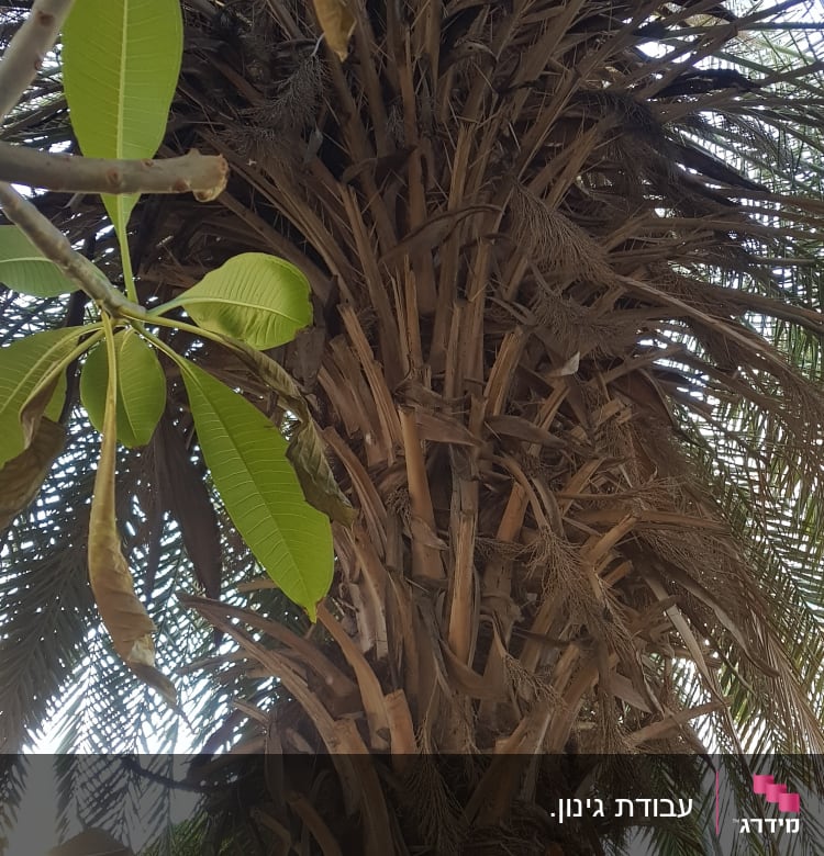 עץ דקל עם עלים ירוקים ויבשים